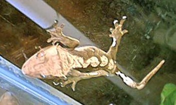 crested gecko 3
