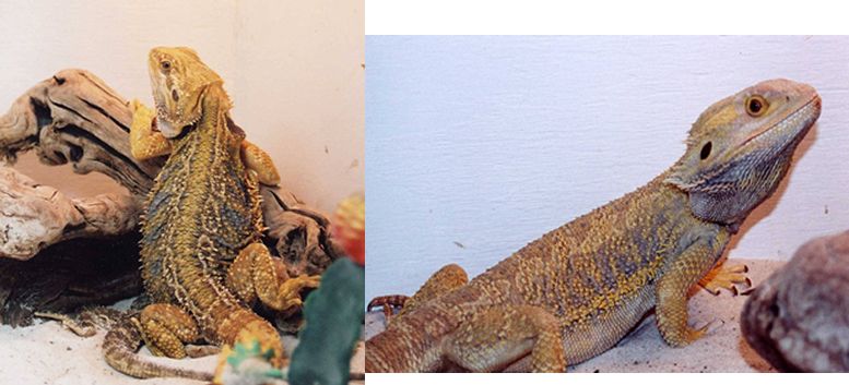 gold and orange tiger adults