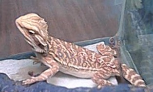 gold x orange tiger male