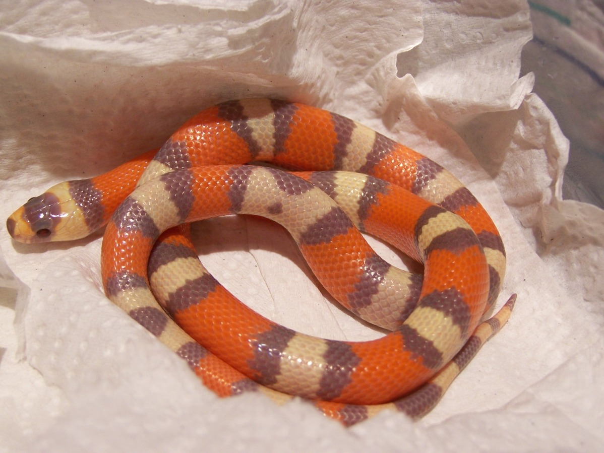 Extreme Tricolor Hypo Double Het