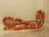 Extreme Tricolor Hypo Double Het