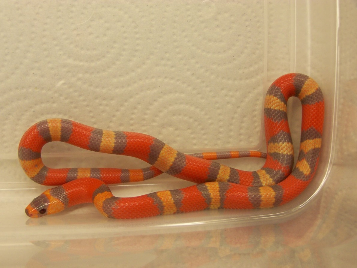 Extreme Tricolor Hypo Double Het