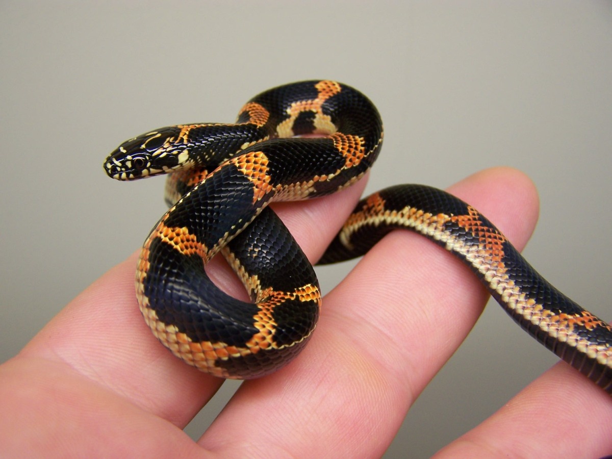 Female Mosiac Georgia King