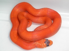 Vanished/Patternless Hypo