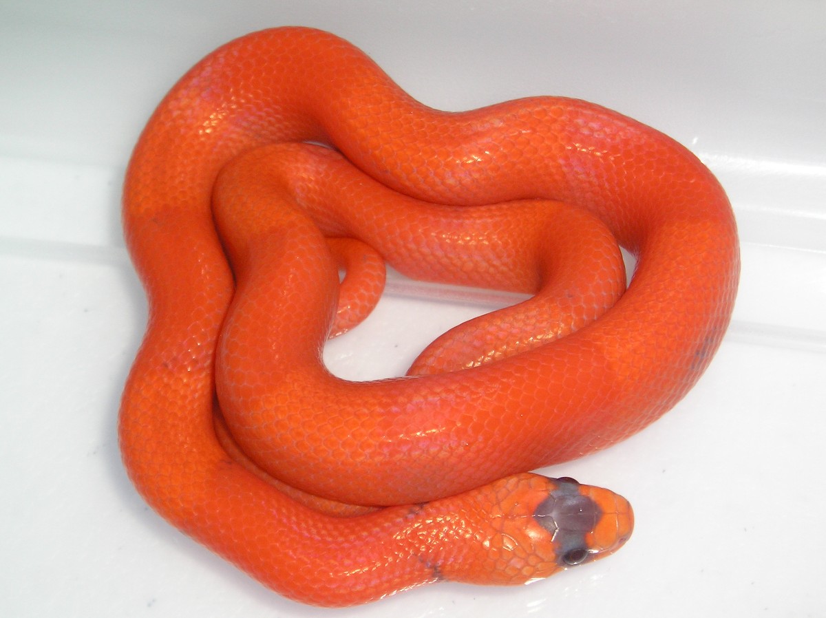 Vanished/Patternless Hypo