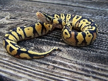 Male Pastel ODYB