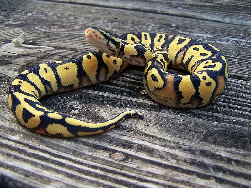 Male Pastel ODYB