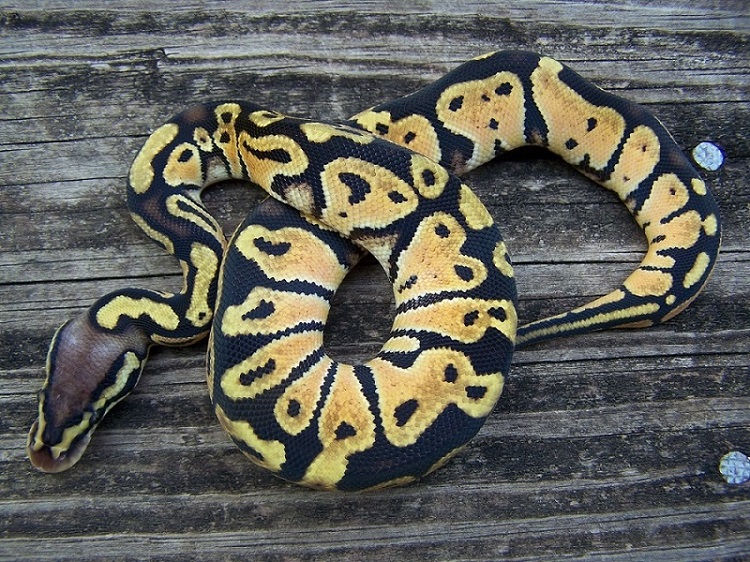 Pastel OD