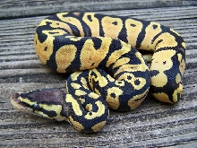 Female Pastel ODYB