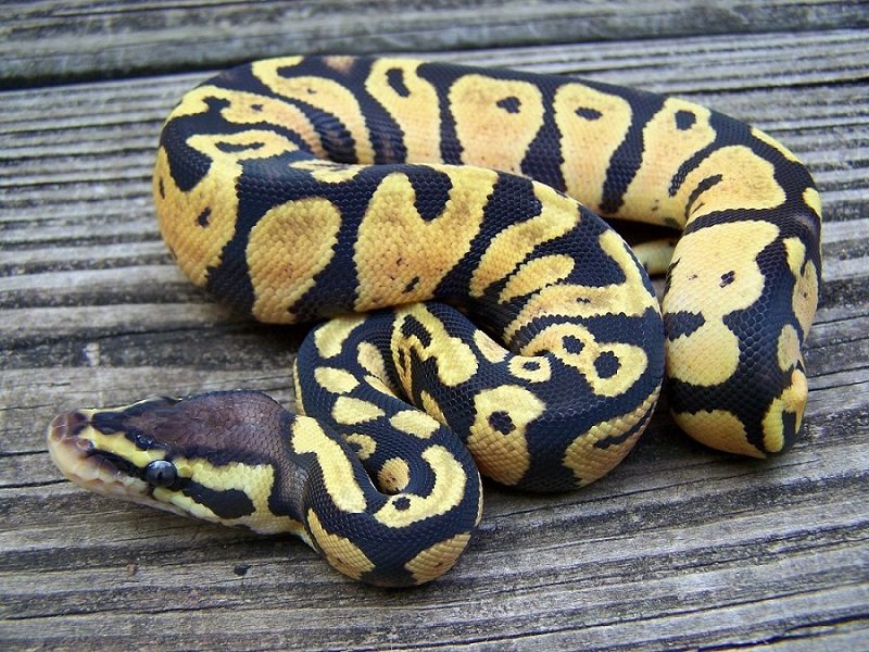 Female Pastel ODYB