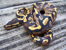 Female  Calico Yellow Belly