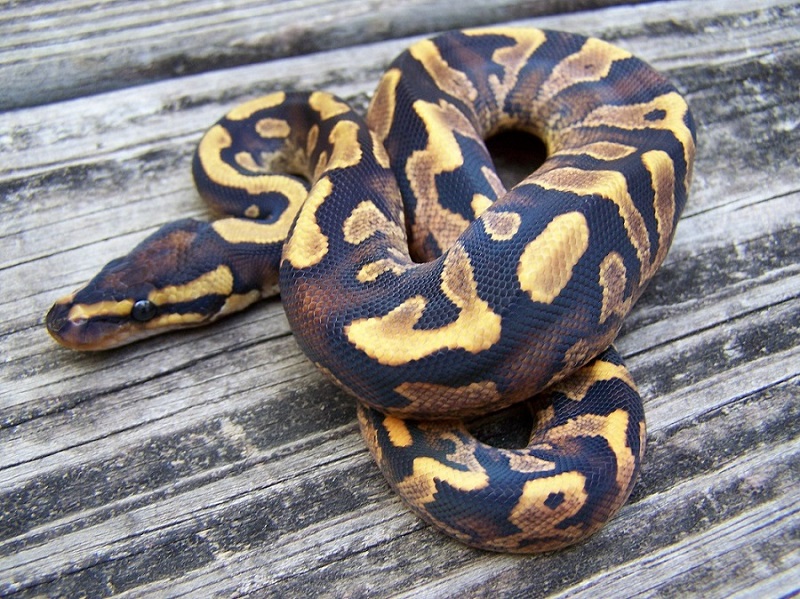 Female  Calico Yellow Belly
