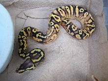 Male Pastel Calico OD or YB????