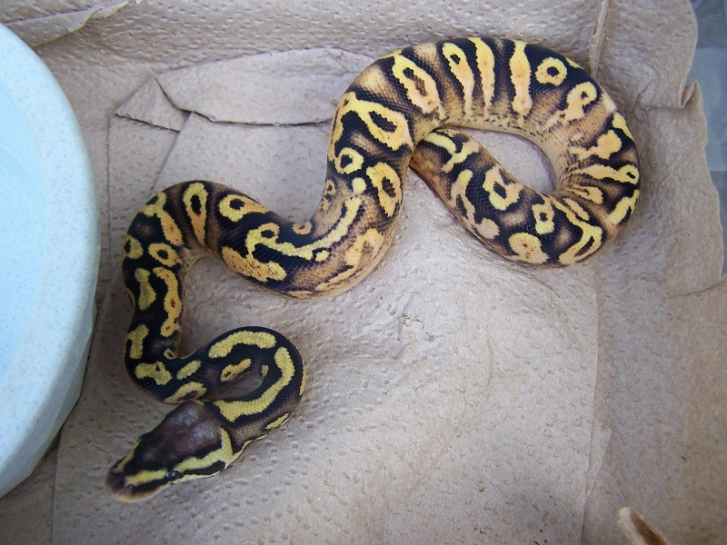 Male Pastel Calico OD or YB????