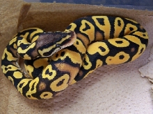 Male Pastel ODYB