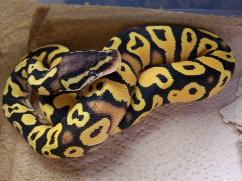 Male Pastel ODYB