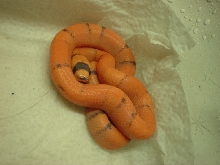 Hypo Honduran