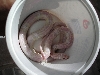 snow het hypo