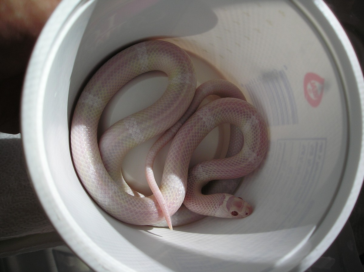 snow het hypo
