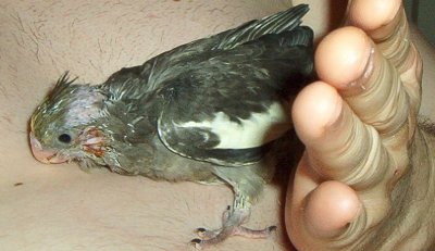 Bubba
