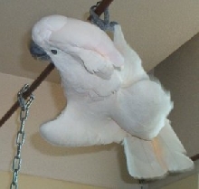 Baby Swinging