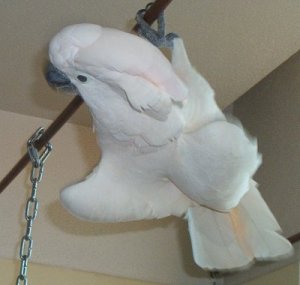Baby Swinging