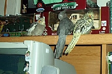 Bubba, Shadow and Sparkie