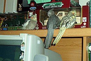 Bubba, Shadow and Sparkie