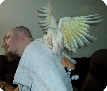 Baby giving wing