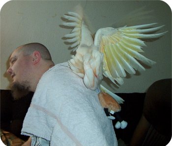 Baby giving wing