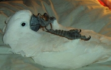 Baby Holding Beak