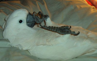 Baby Holding Beak