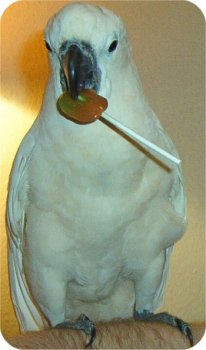 Baby with Sucker