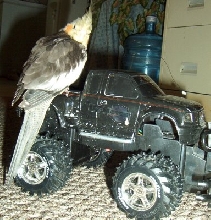 Bubba Riding on Truck
