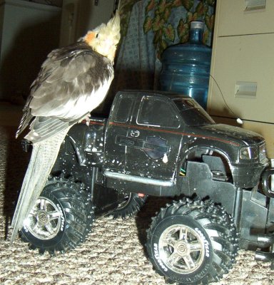 Bubba Riding on Truck