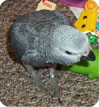 Pepper