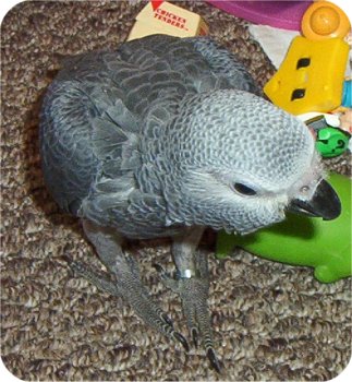 Pepper