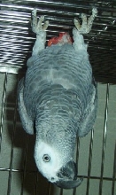 Pepper upside down