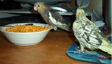 Sparkie and Bubba
