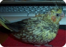 Sparkie