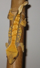 male crested gecko