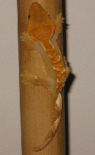 Crested Gecko