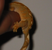 Crested Gecko