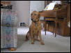 Vizsla?