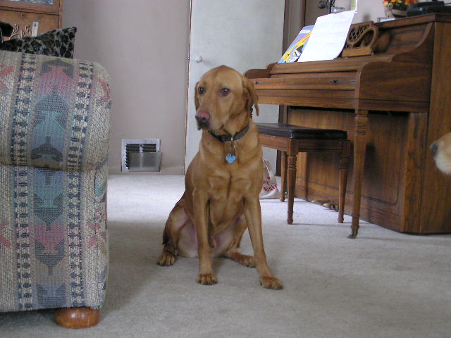 Vizsla?