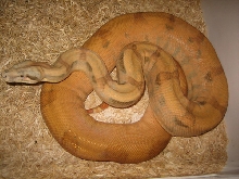 2007 female Emerald Line sunset boa
