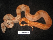 Emerald Line Sunset boa