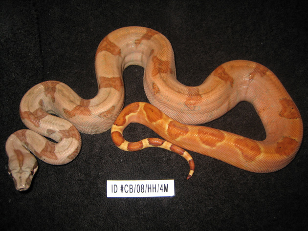 Emerald Line Sunset boa