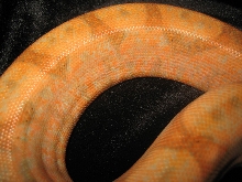"EMERALD LINE"  female sunset