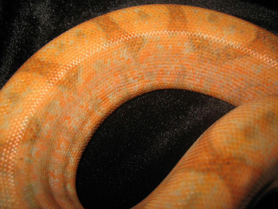 "EMERALD LINE"  female sunset